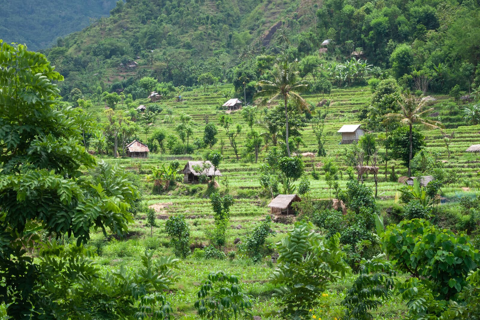 Bali